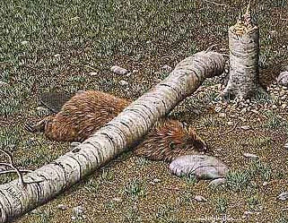 The last beaver